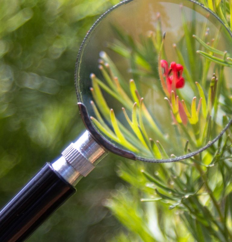 A magnifying glass is held up to examine a small red flower