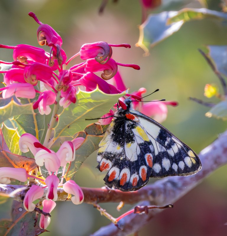 A butterfly settles on a leaf near a pink blossom
