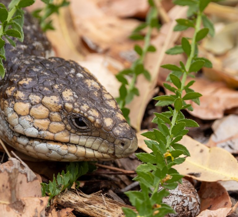 A bobtail pokes its head out from dead leaves and weeds on the ground