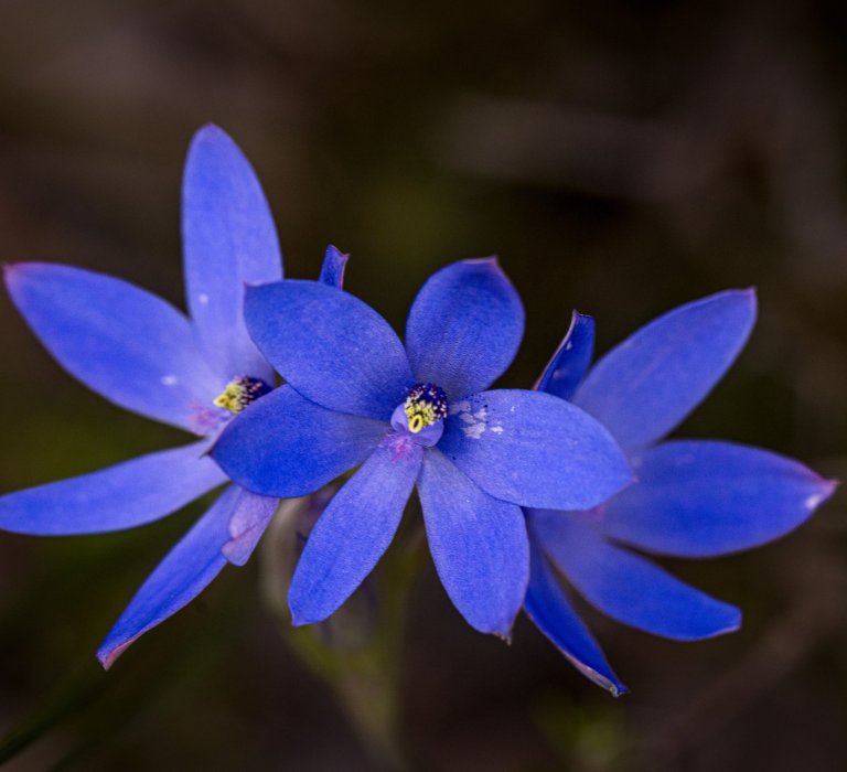 Three vivid blue orchids