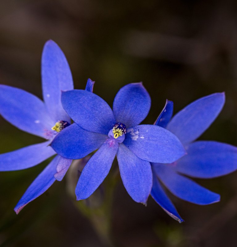 Three vivid blue orchids