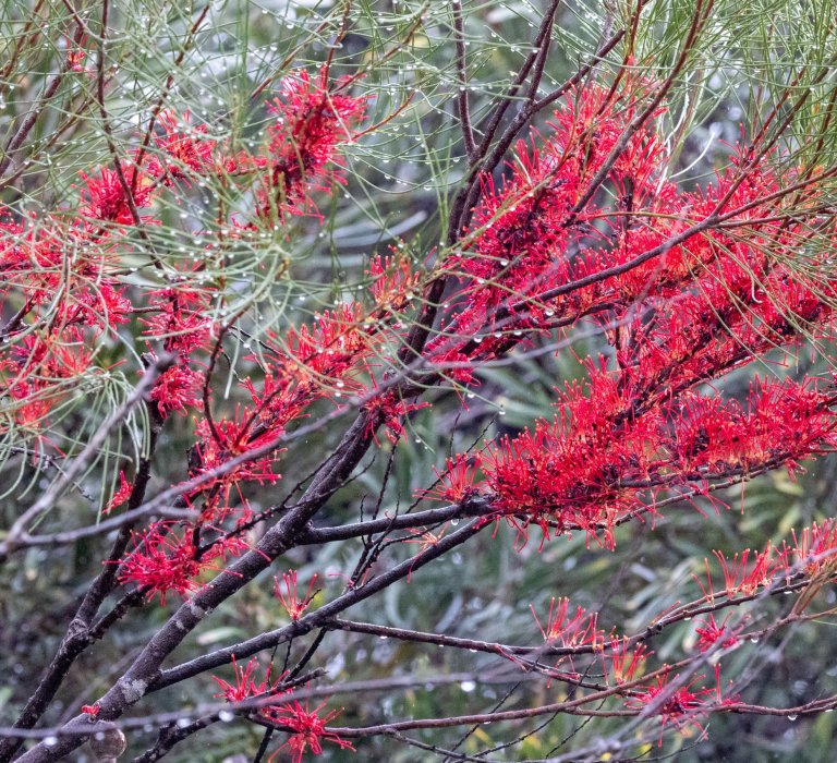 A hakea bush with red flowers