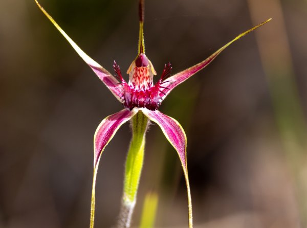 Awesome Orchids Image
