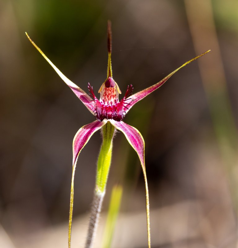 A purple orchid with thin petals