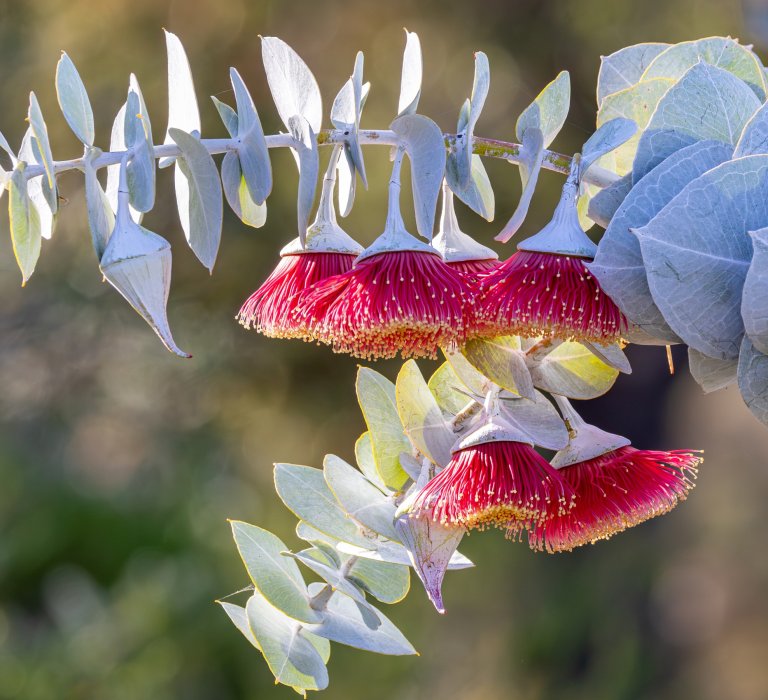 A branch of Rose Mallee with vivid red and yellow flowers