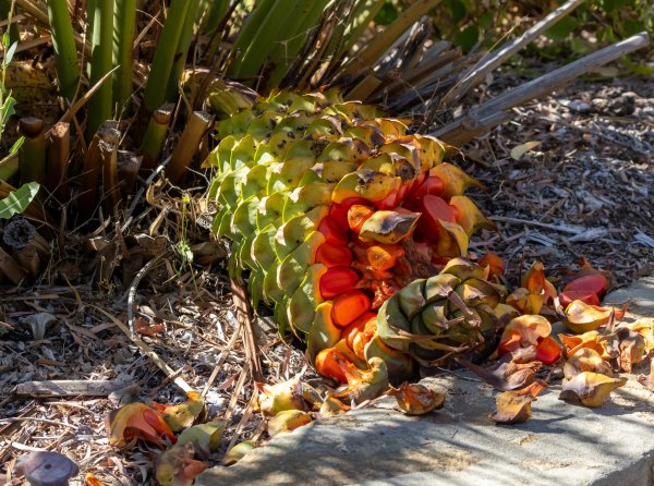 Bush Tucker, Roasted Swans and Barrels of Beer Image