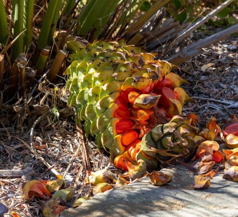 A ripe zamia plant, with nuts falling off from the plant and onto the garden bed ledge