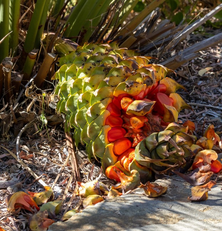 A ripe zamia plant, with nuts falling off from the plant and onto the garden bed ledge