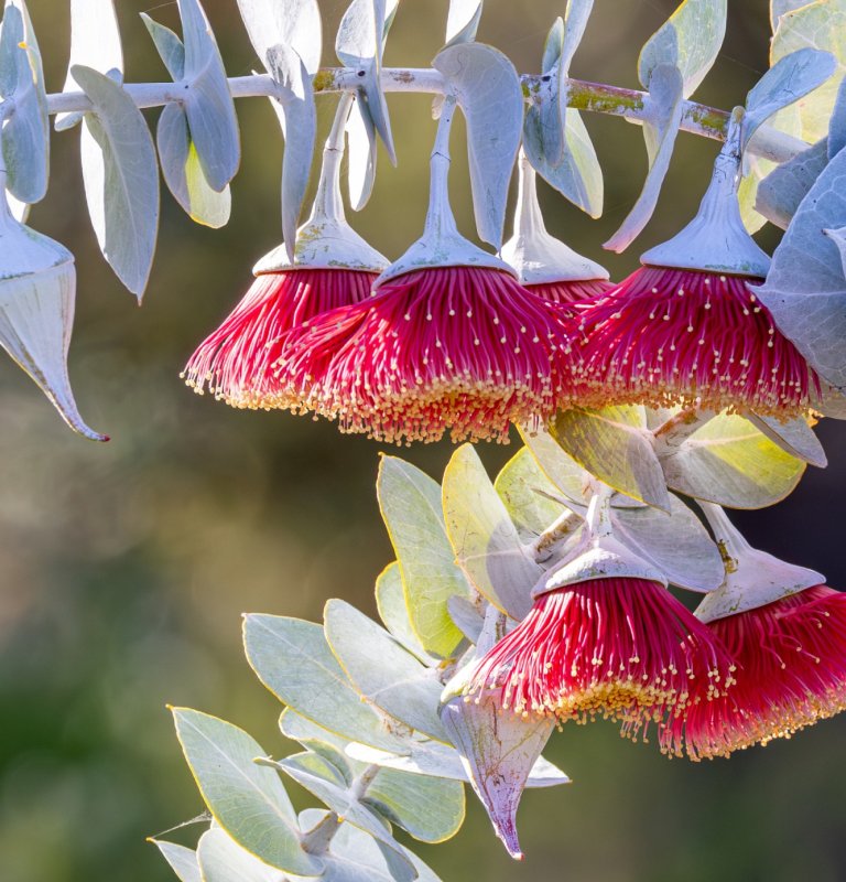 Pink eucalyptus blossoms