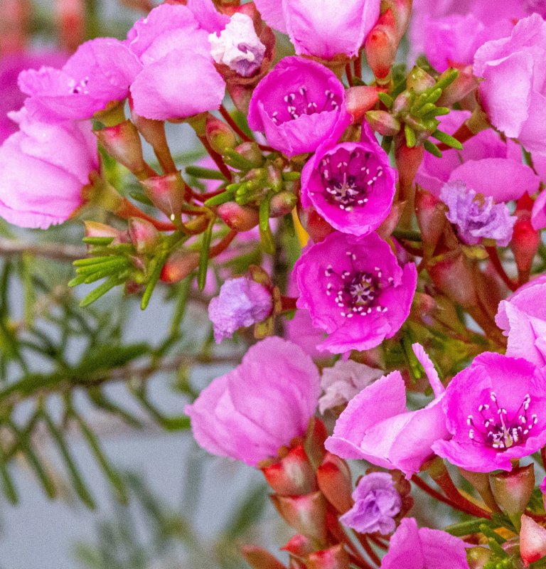 Discover the stunning beauty of our wildflowers Image