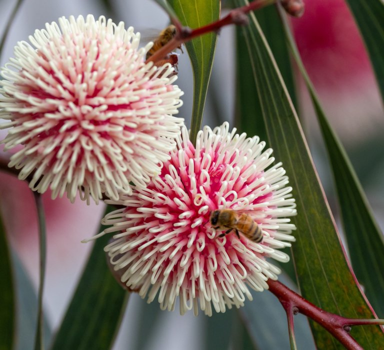 Bee on a native flower - Pincushion Hakea.