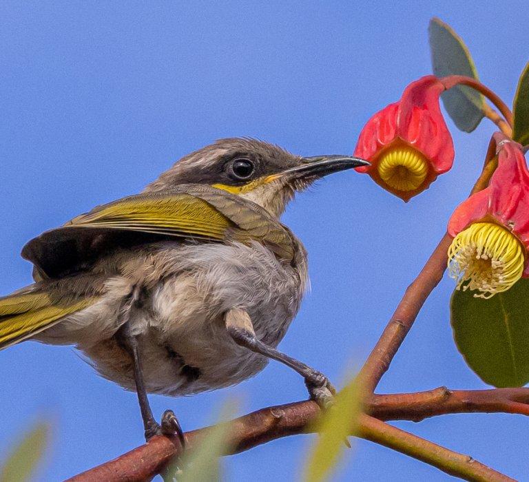 Singing honeyeater bird with fuchsia gum plant