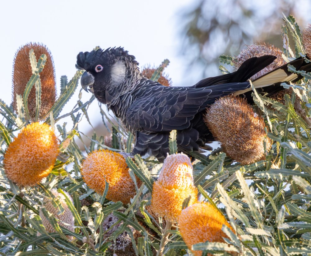 Finding Our Fabulous Feathered Friends Image