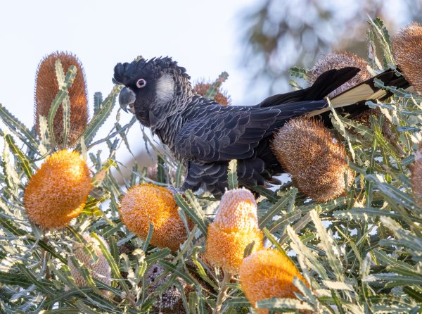 Finding Our Fabulous Feathered Friends Image