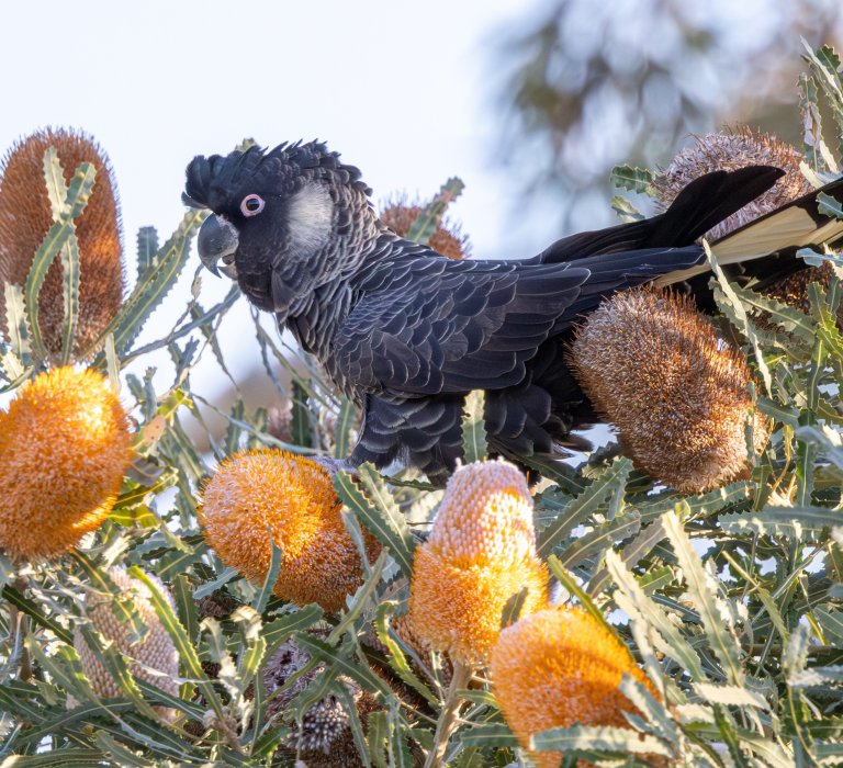 Black Cockatoo sitting on a Banksia plant.