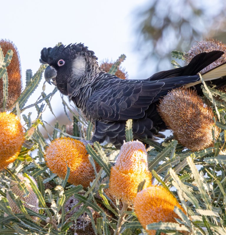 Black Cockatoo sitting on a Banksia plant.