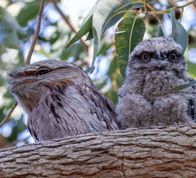 Two grey and brown feathered birds, known as tawny frogmouths, perch on a tree branch