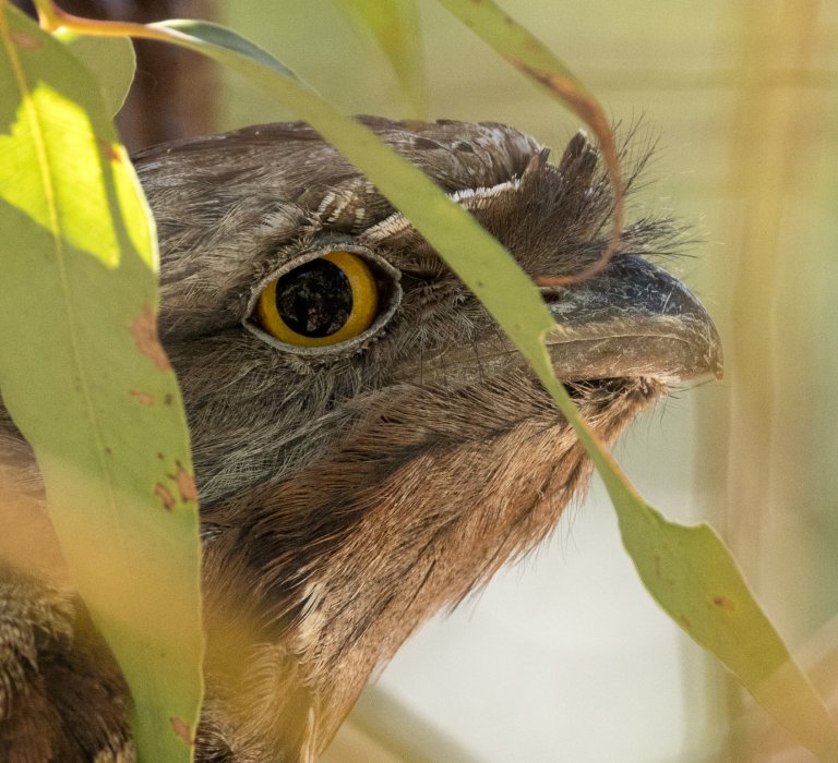 Tawny Frogmouth Owl in a tree
