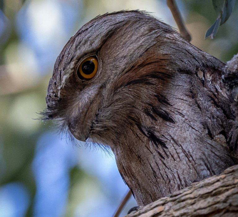 Tawny Frogmouth Owl in a tree
