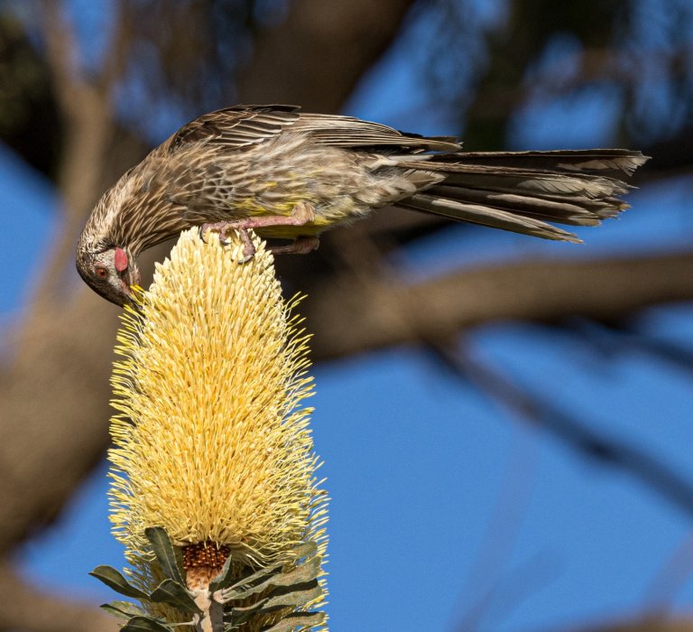Wattlebird on a Banksia plant