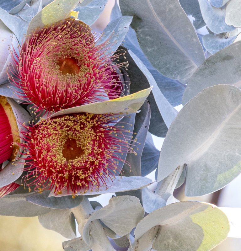 A Red Native flower