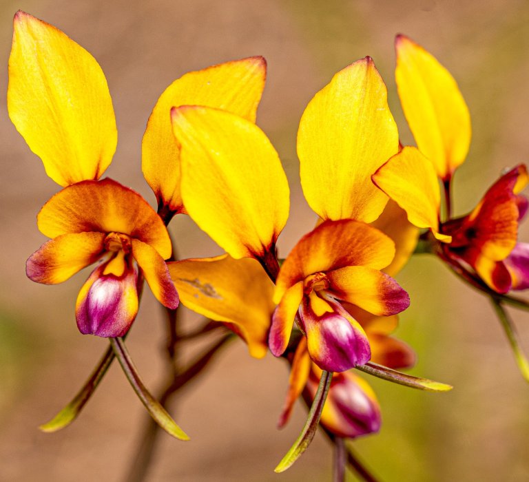 Yellow, orange and pink Donkey Orchids