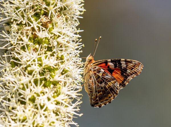 Rich Bushland Resources Image