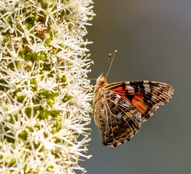 Butterfly on a grasstree