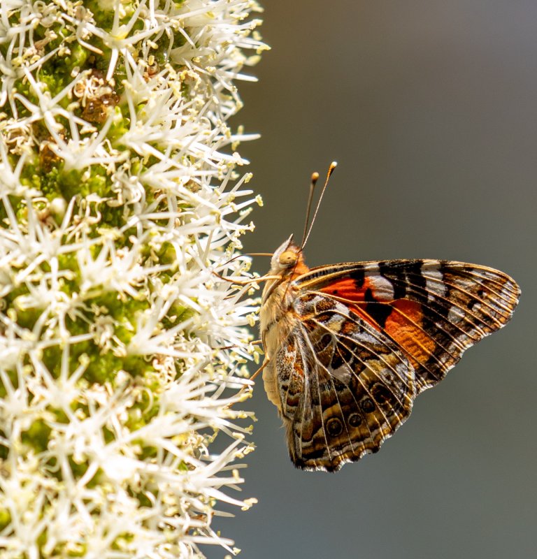 Butterfly on a grasstree