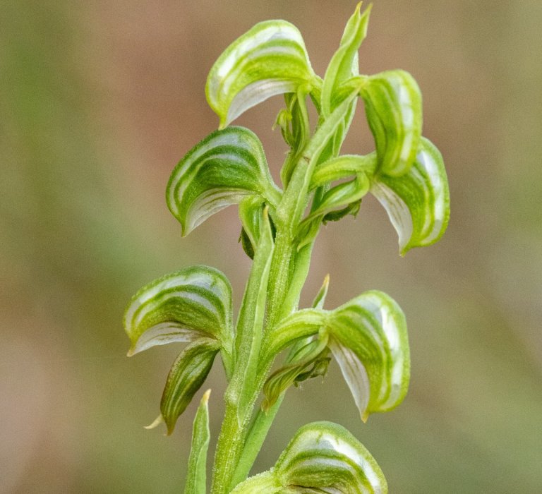 Greenhood orchid