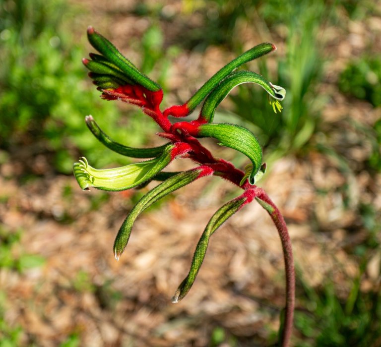 red and green kangaroo paw