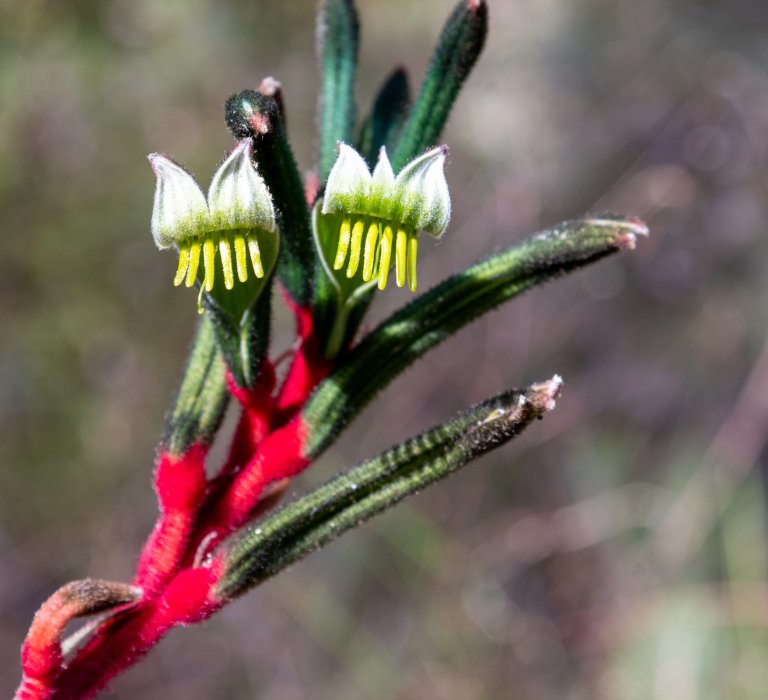 red and green unique flora