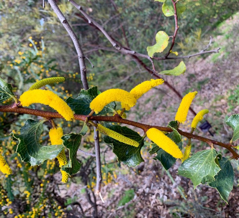 Sandpaper wattle flower, yellow.