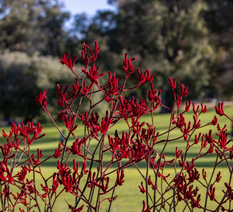 A Red Kangaroo paw plant