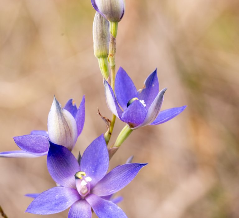 A purple scented sun orchid