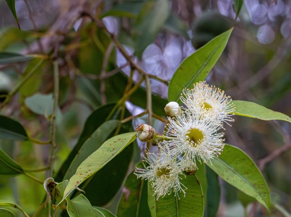 The Noongar season of Birak begins Image