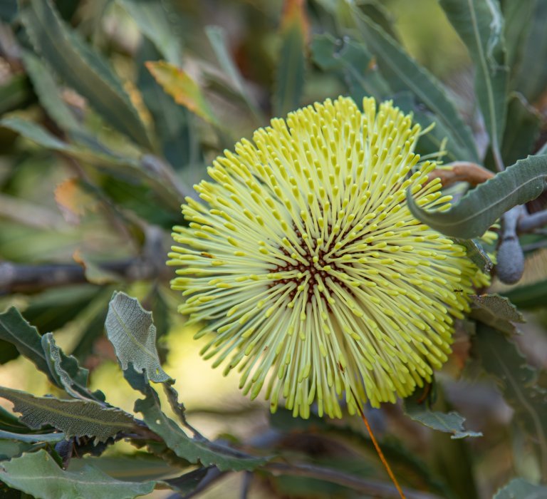 Banksia Rosserae Flower