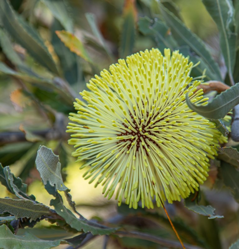 Banksia Rosserae Flower