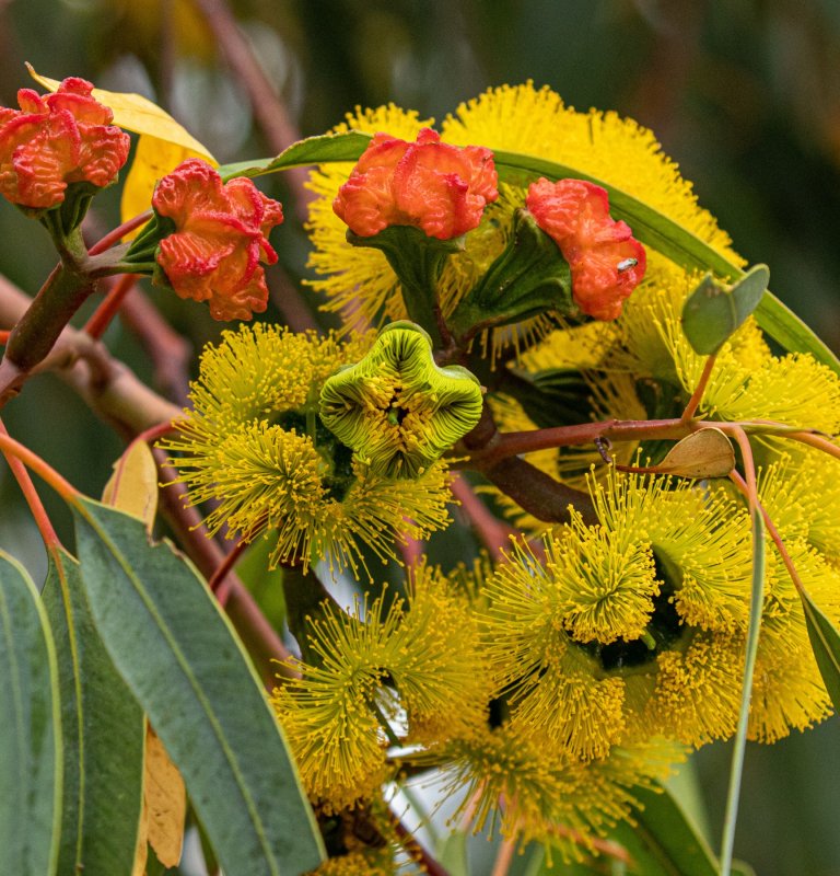 Discover the beauty of our flowering eucalypts Image