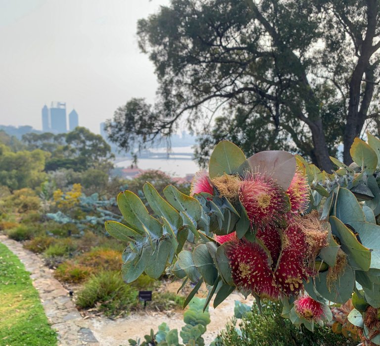 Red native plant with the city in the background