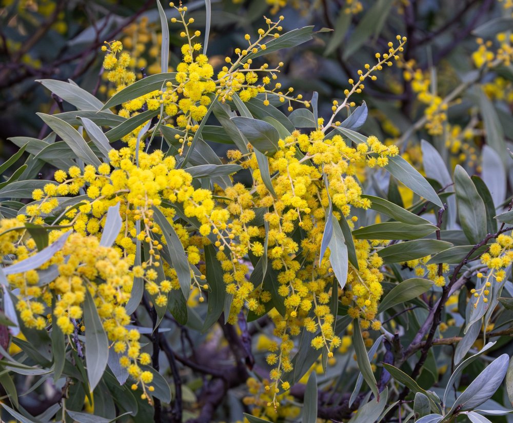 Wonderful Wattles Walk Image