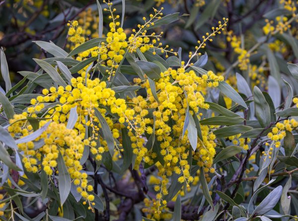 Wonderful Wattles Walk Image