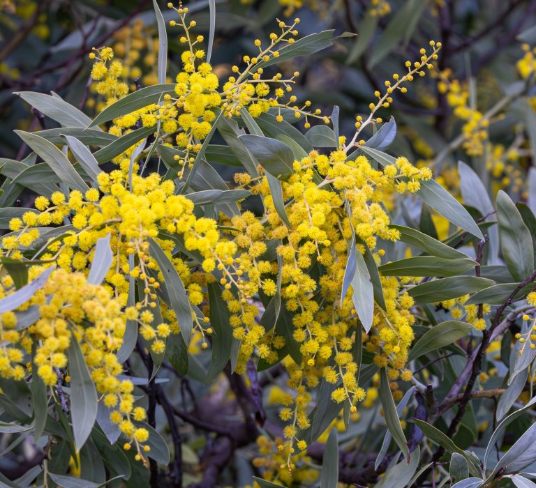 Yellow wattle plant