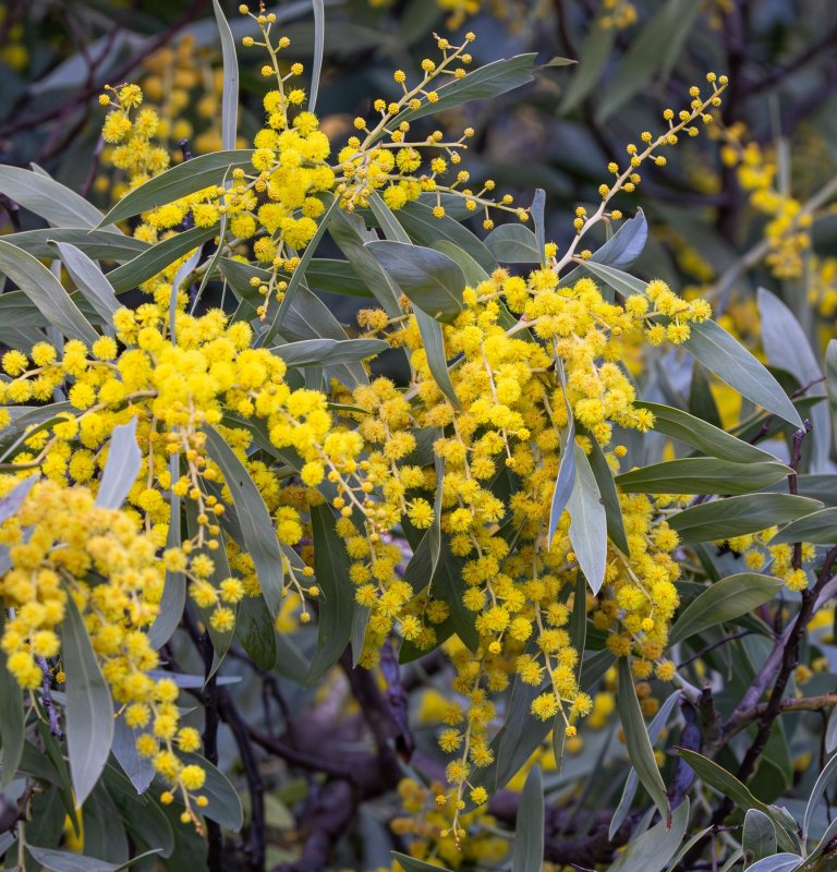 Yellow wattle plant
