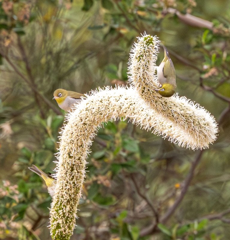 Silvereye bird on a grasstree.