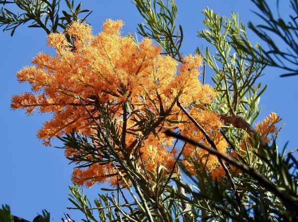 Christmas Tree in flower! Image