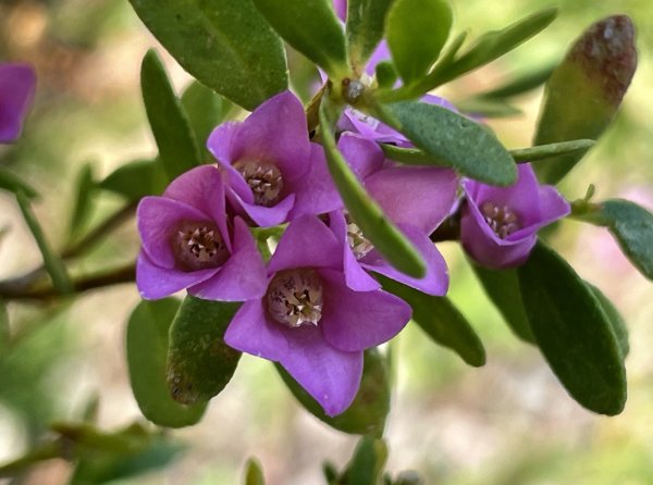 Guide’s flower of the month – Boronia crenulata Image