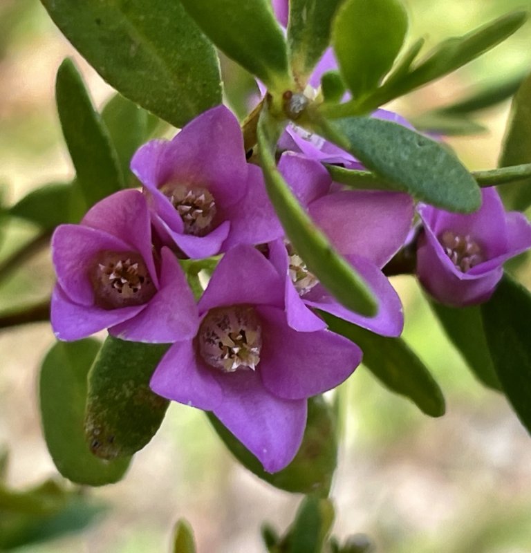 Guide’s flower of the month – Boronia crenulata Image