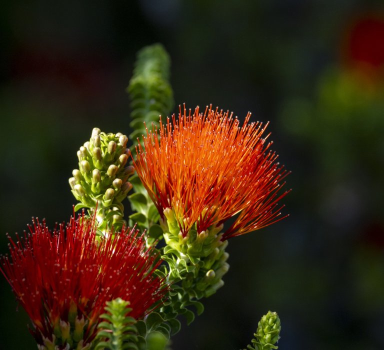 Beaufortia flowers have vivid red stamens.
