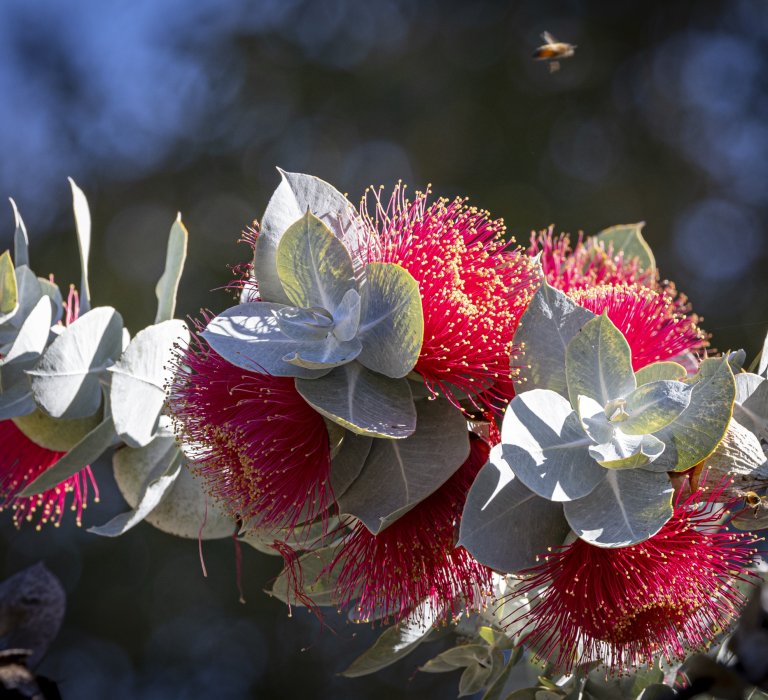 Season’s Greetings from Kings Park Guides Image
